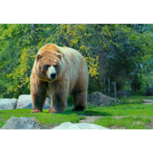 Photograph of a brown bear in a setting of grass and trees
