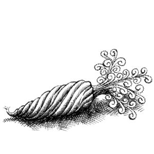 Detailed pen-and-ink drawing of a fantasy seed